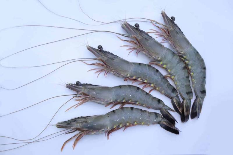 Thịt gà và tôm đều mang tính ôn gây khó chịu, ngứa ngáy
