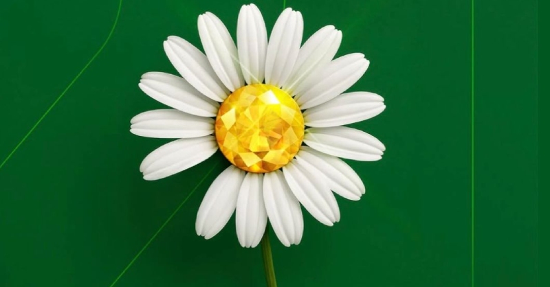 Hoa cúc thiếu cánh