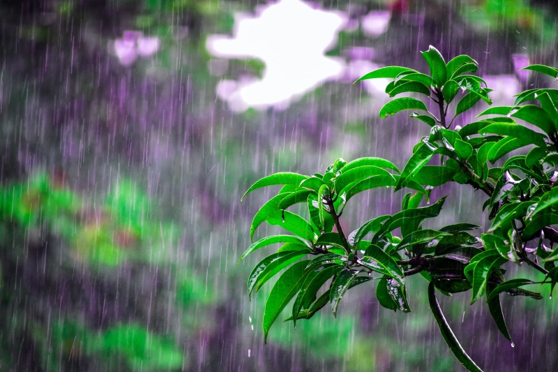 Mưa ngâu vào ngày thất tịch