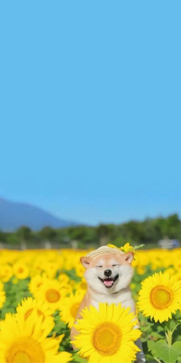Hình nền chú chó và hoa hướng dương