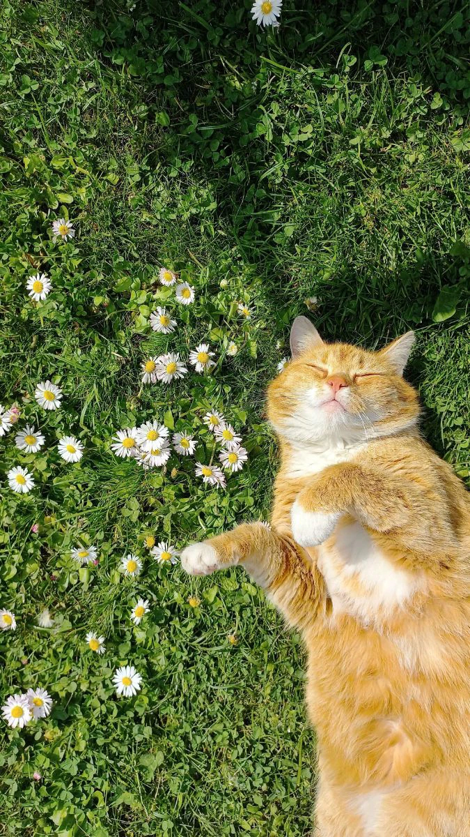 Hình nền chú mèo nằm ngủ