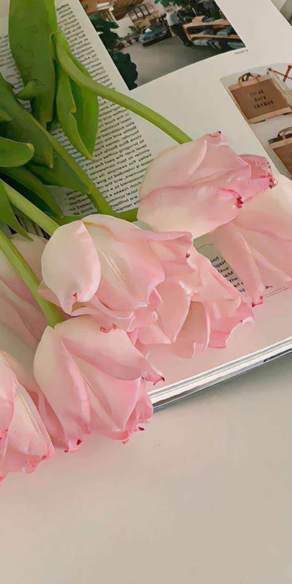 Hình nền hoa Tulip hồng