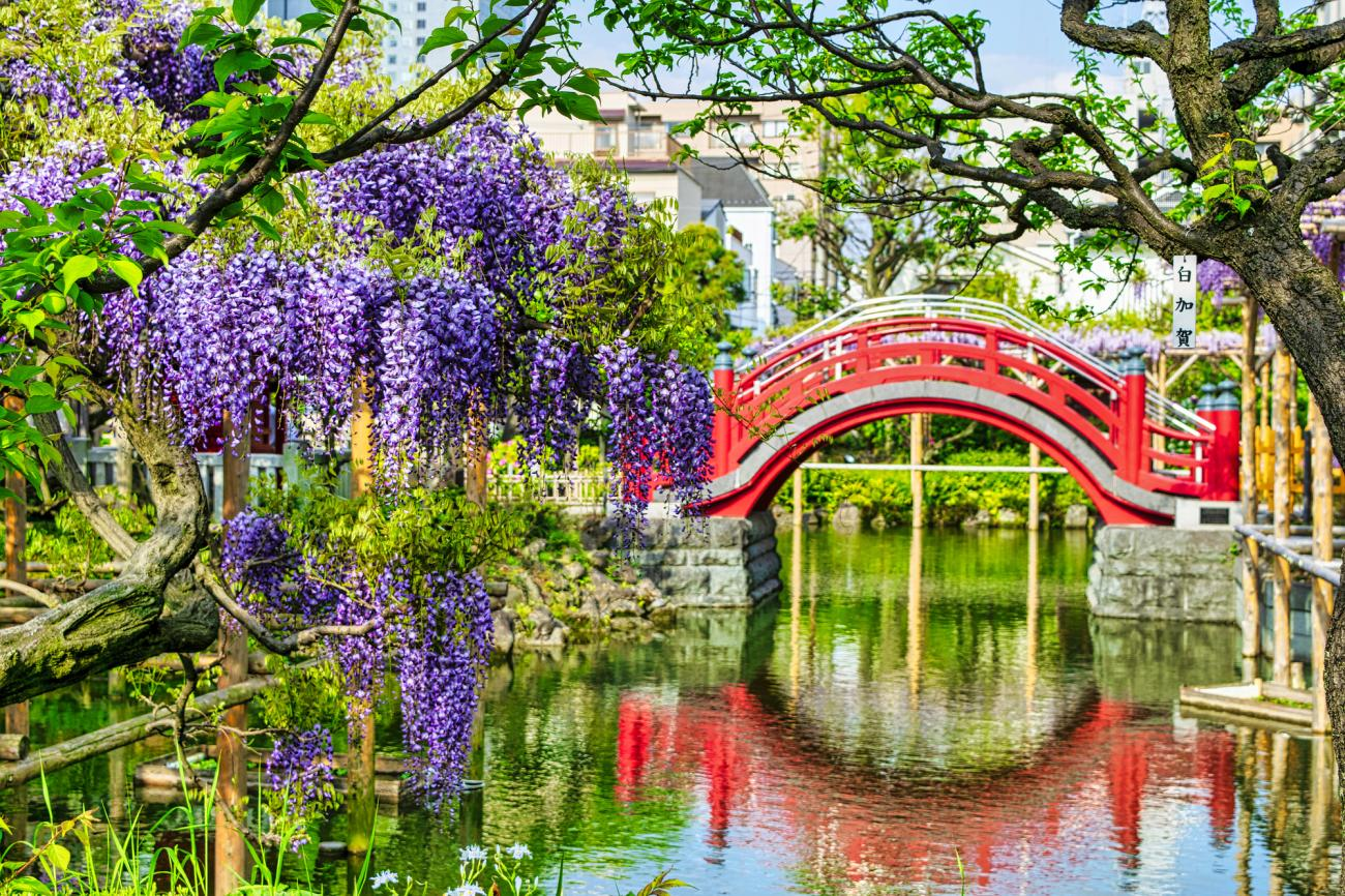 Trang trí đám cưới với hoa tử đằng tím