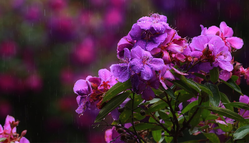 Chuyện hoa sim mang nỗi buồn sâu lắng