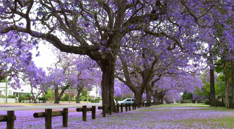 Đường tím bằng lăng gợi lên không gian hoài niệm đầy man mác buồn