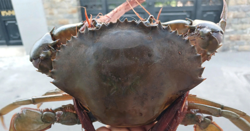 Cua tượng trưng cho sự chuyển động, phát triển và thăng tiến