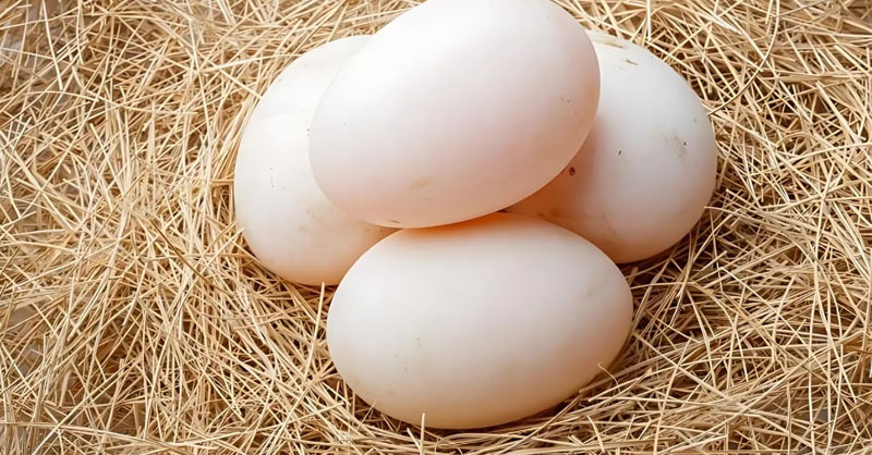 Trứng vịt mang hình dáng tròn đầy, tượng trưng cho sự khởi đầu trọn vẹn
