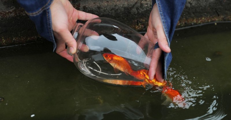 Thả cá chép ở vùng nước sạch sẽ, nước trong