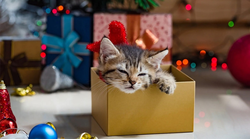 Tặng bạn gái thú cưng vào 8/3