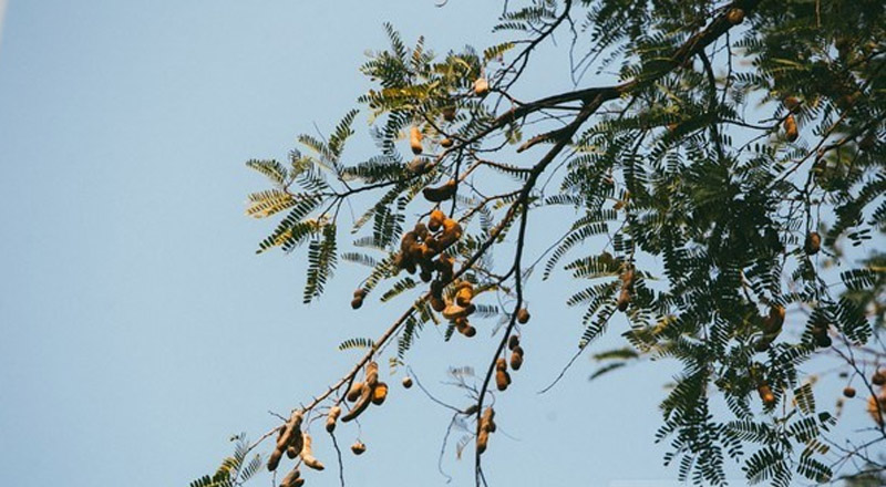 Vùng lá me bay gợi lên khung cảnh yên bình với hàng me rơi lá hoài niệm