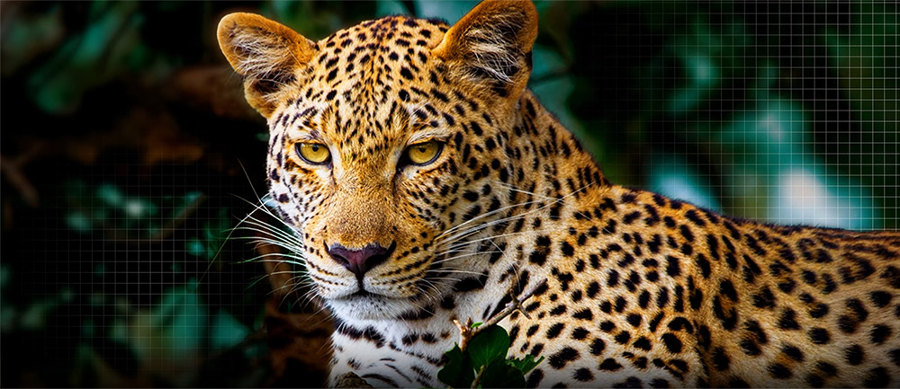 AI Picture Pro và OLED Dynamic Tone Mapping Pro Tivi LG OLED evo OLED83C5PSA