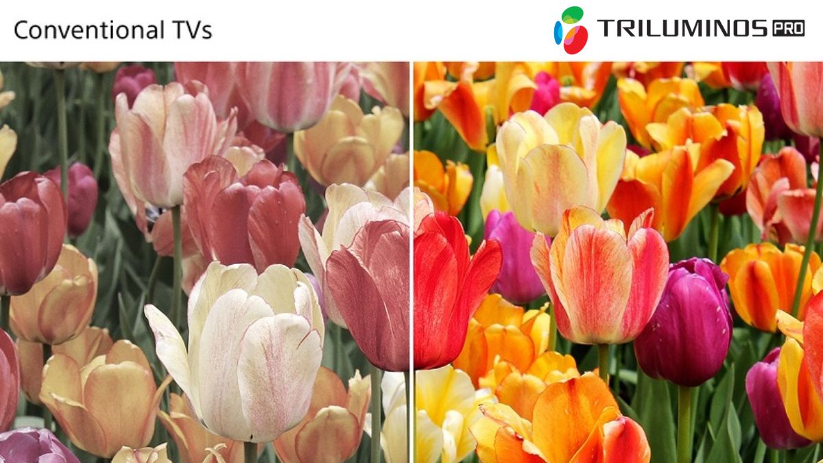 Màu sắc hình ảnh rực rỡ với công nghệ Triluminos Pro