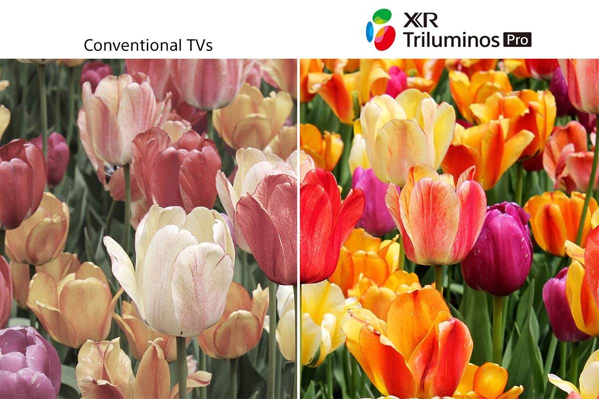 XR Triluminos Pro hiển thị màu sắc rực rỡ của thiên nhiên